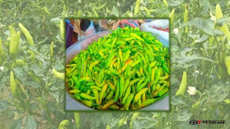 কাঁচামরিচের দামের ঝালে পুড়ছেন ক্রেতারা