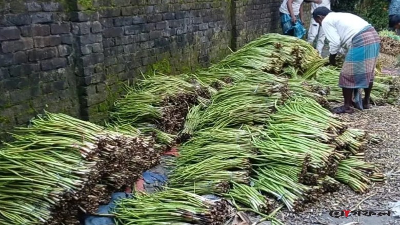 দেশের গণ্ডি পেরিয়ে বিদেশের বাজারে কচু-লতি