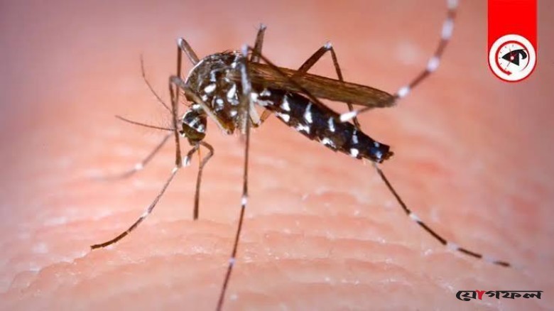ডেঙ্গুতে আরও ১০ মৃত্যু, আক্রান্ত ছাড়াল ৮৬ হাজার