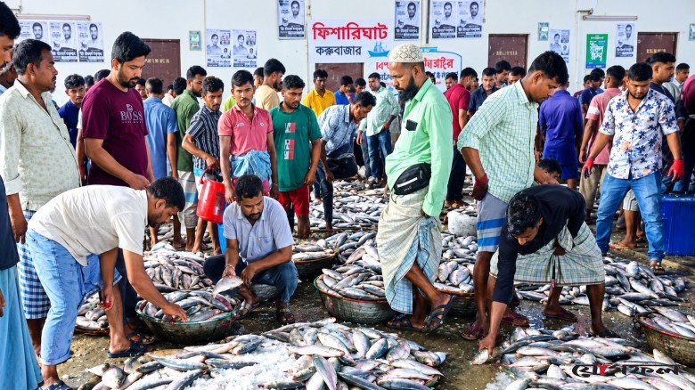 নিষেধাজ্ঞার আগে কক্সবাজারে ঝাঁকে ঝাঁকে ইলিশ, কমেনি দাম