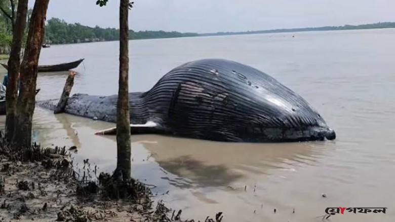 তালতলীতে আন্দারমানিক নদীর তীরে ৩০ ফুট লম্বা মৃত তিমি
