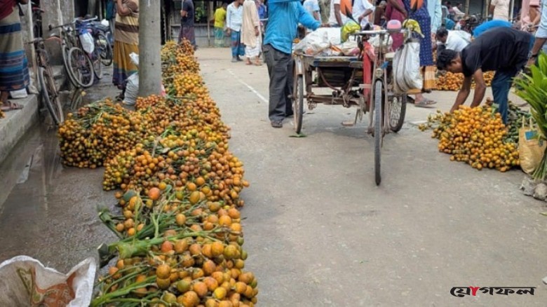 পাইকগাছায় সুপারির ভরা মৌসুম, জমজমাট হাট-বাজার