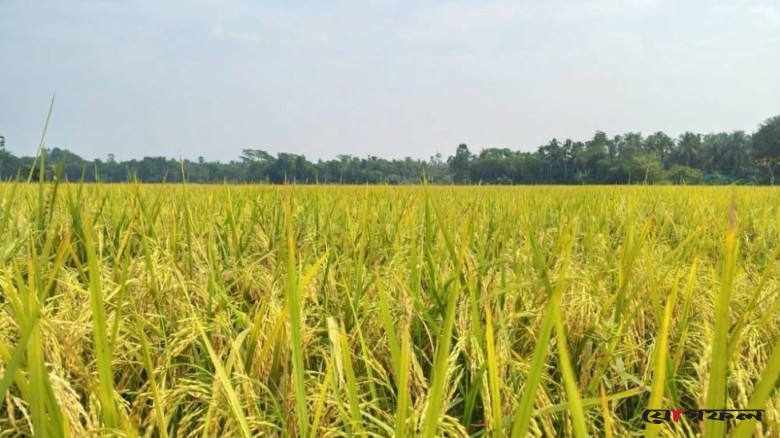 গোপালগঞ্জে বিনা ধান-২৬ চাষে ব্যাপক সাফল্য